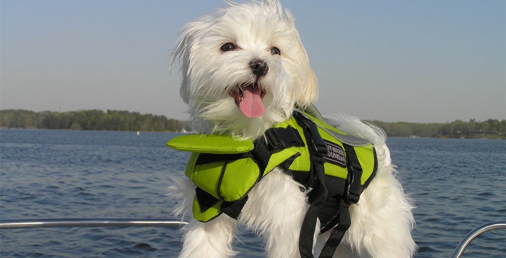 PFDs For Pets - BoatGuide.com